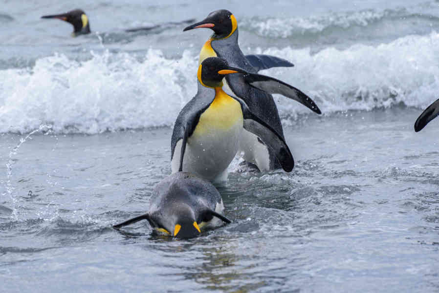 Pingüino Rey - islas Georgias del Sur 090.jpg